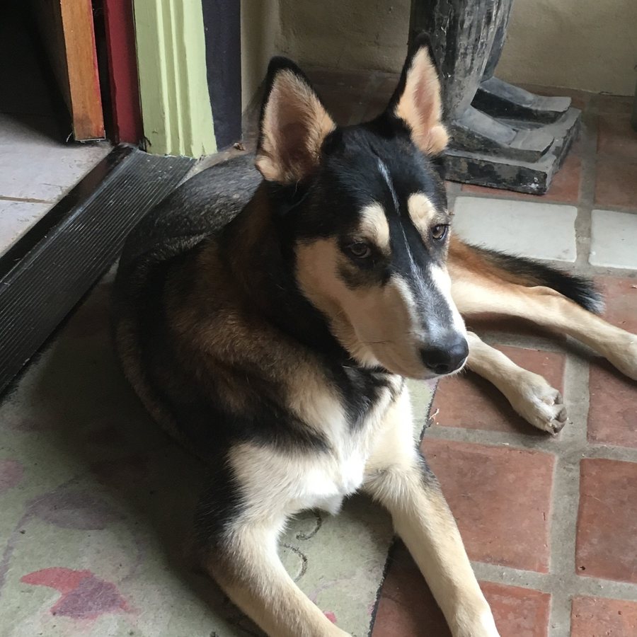Cooper, Husky mix