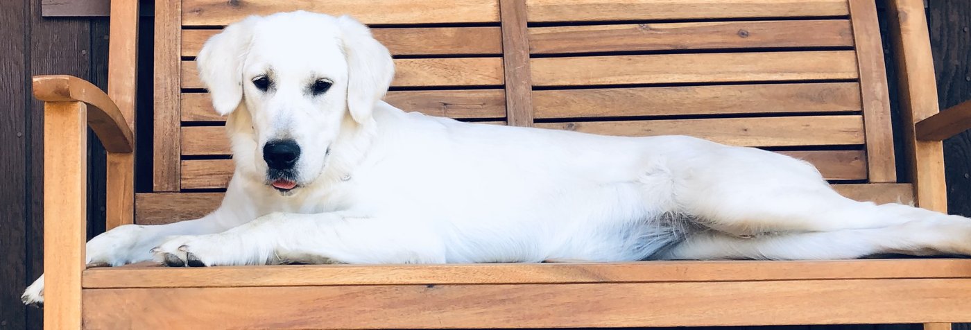 Harper, cream Golden Retriever