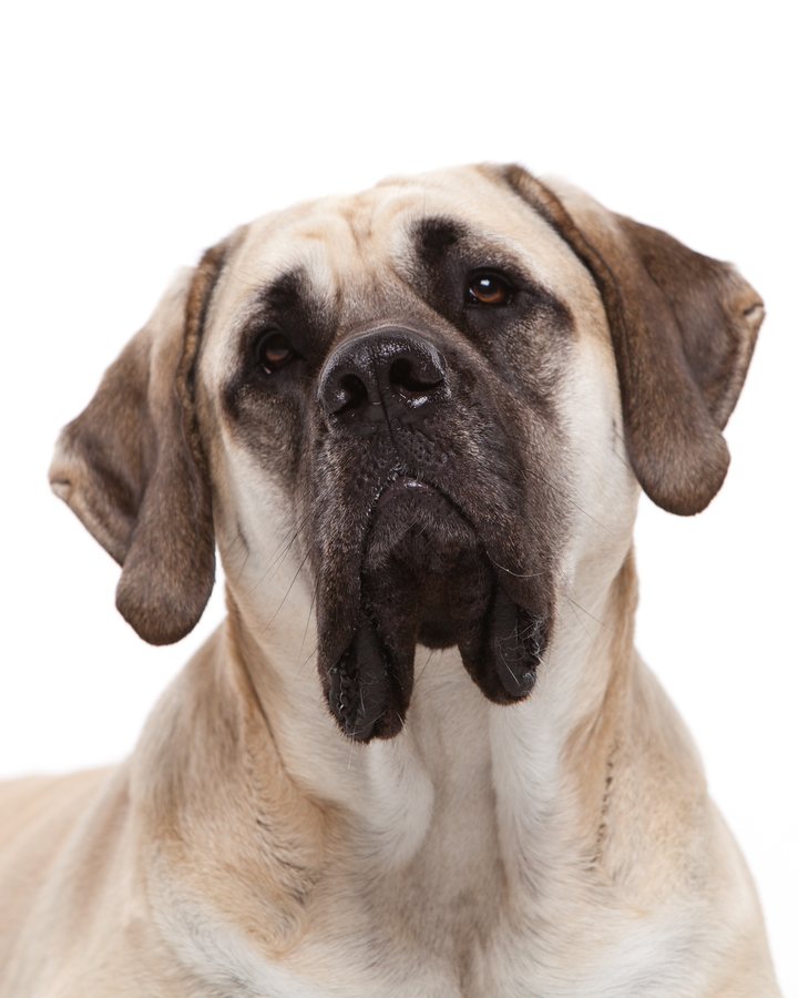 Butter, a Right:Ratio family dog