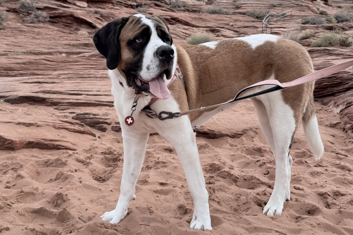 Birdie, a Right:Ratio family dog